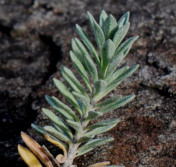 Изображение особи Alyssum wulfenianum.