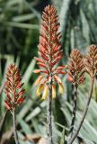 Aloe arborescens. Соцветие. Египет, Синай, Шарм-эль-Шейх, в культуре. 22.02.2009.