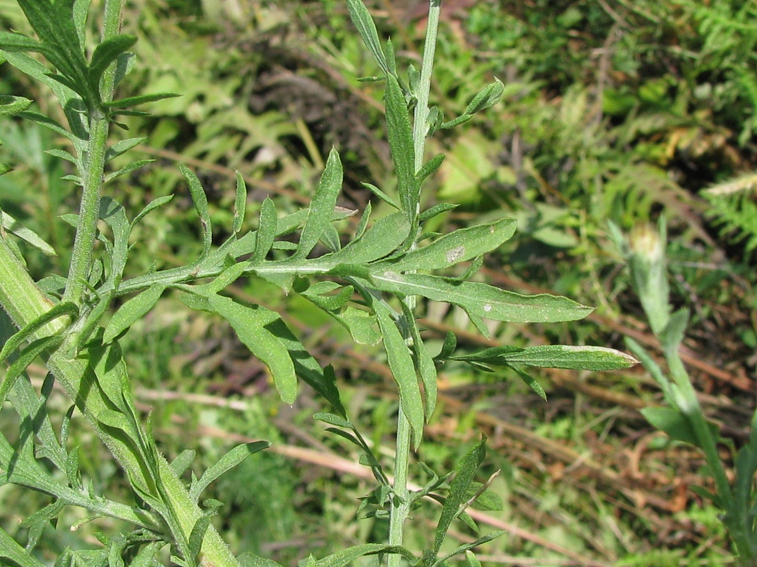 Изображение особи Centaurea biebersteinii.