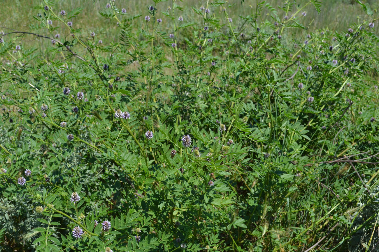 Image of Glycyrrhiza echinata specimen.