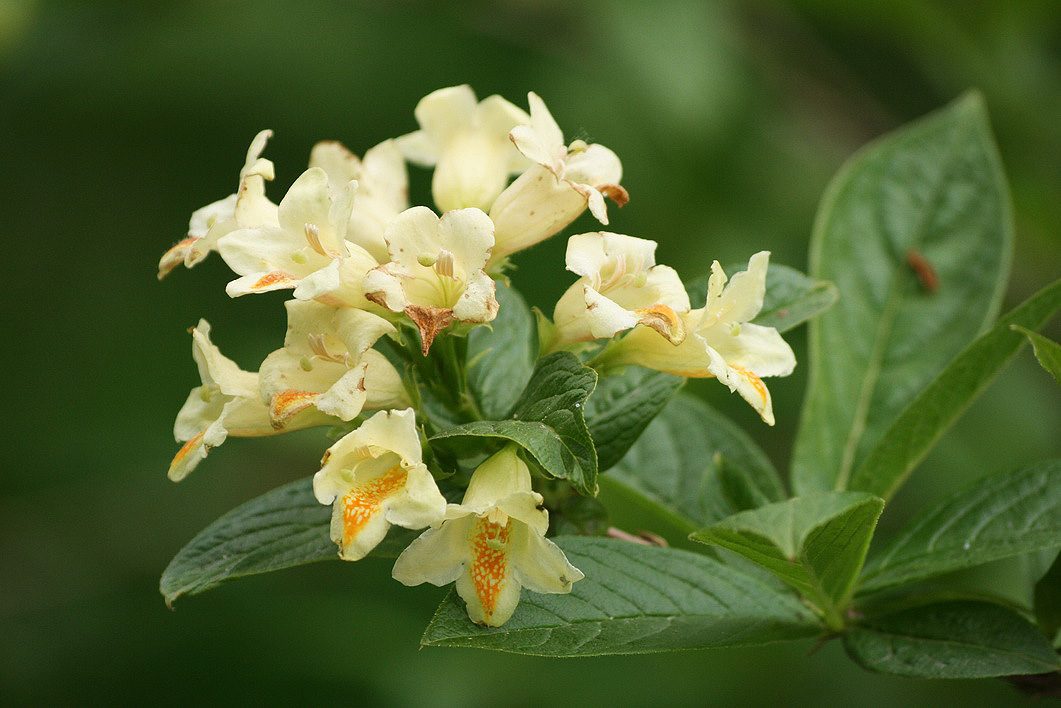 Изображение особи Weigela middendorffiana.