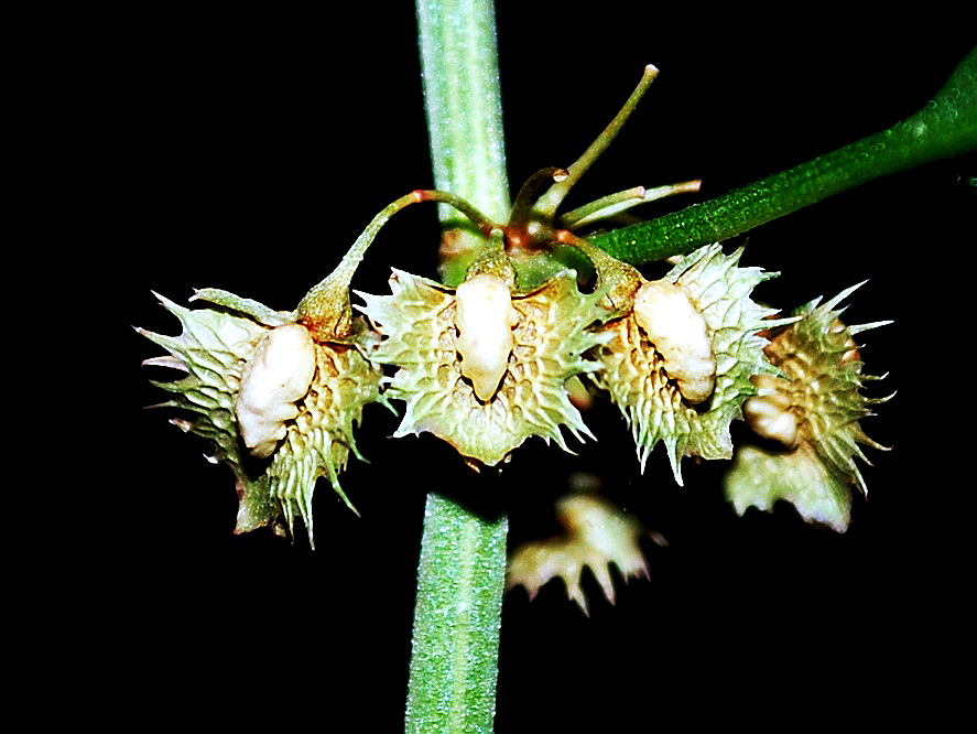 Image of Rumex chalepensis specimen.