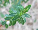 Euphorbia hierosolymitana. Верхушка побега. Израиль, Северный Негев, лес Лаав. 19.01.2013.