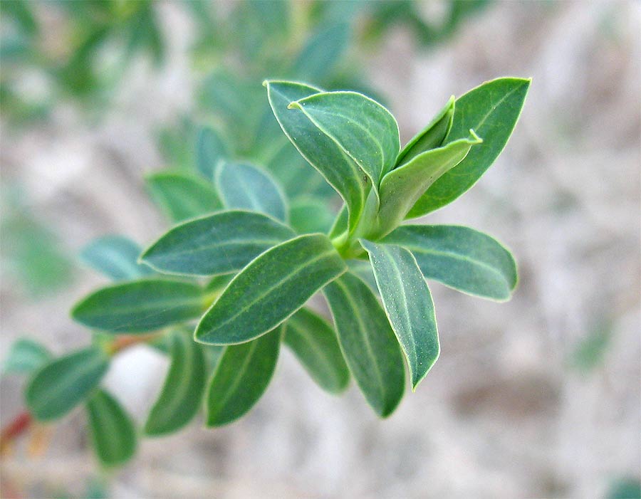 Изображение особи Euphorbia hierosolymitana.