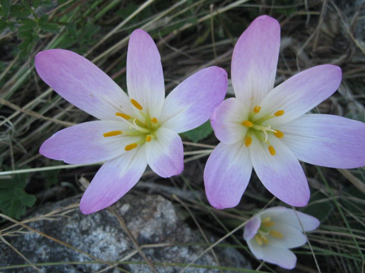 Изображение особи Colchicum speciosum.