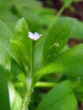 Myosotis sparsiflora. Верхняя часть растения с цветком и бутоном. Крым, массив Чатырдаг. 23 мая 2009 г.