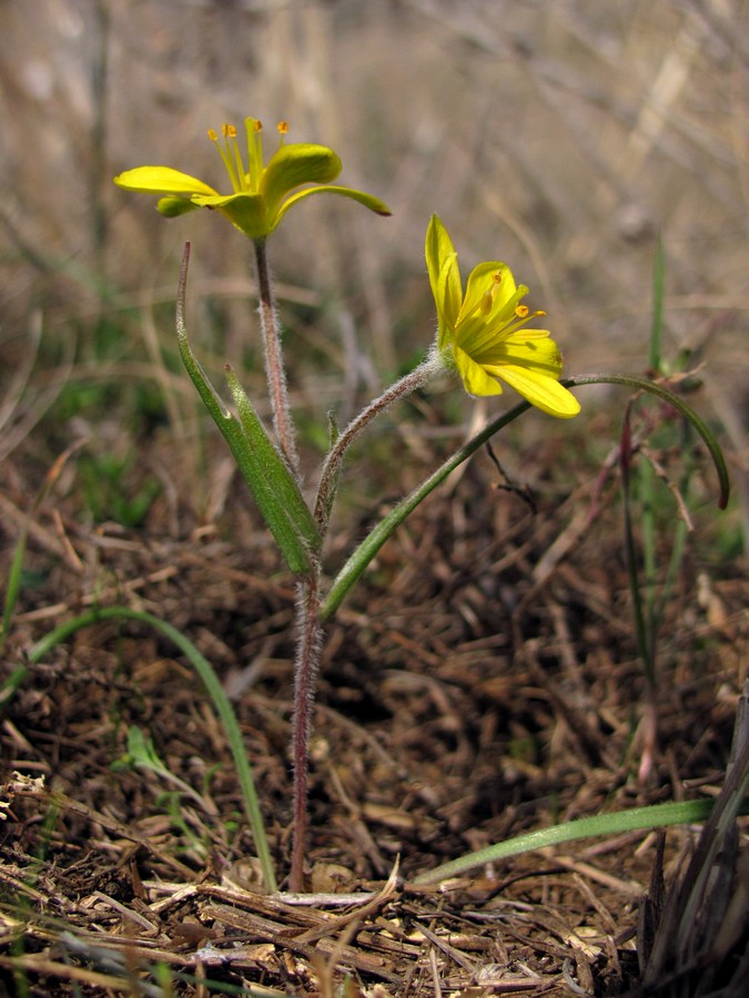 Image of Gagea granatellii specimen.