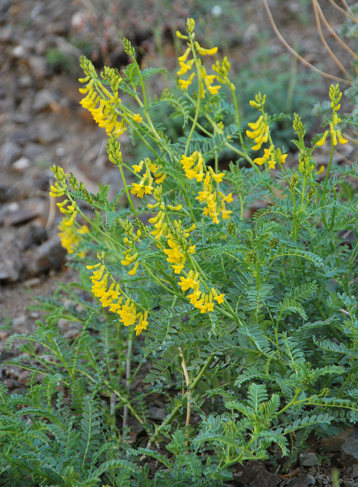 Image of Astragalus mongholicus specimen.