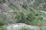 Juniperus polycarpos