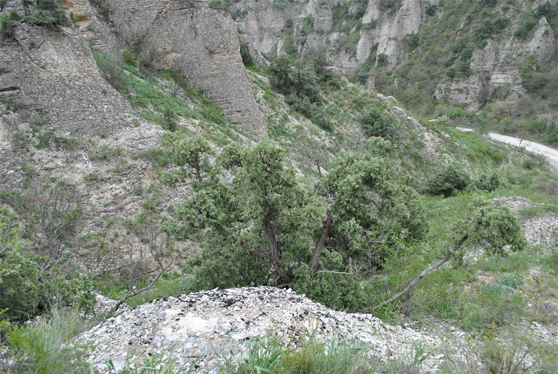 Image of Juniperus polycarpos specimen.