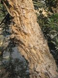 Calotropis procera. Нижняя часть ствола взрослого растения. Израиль, г. Беэр-Шева, возле многоквартирного жилого дома. 20.04.2013.