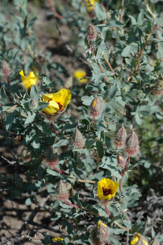 Image of Rosa persica specimen.