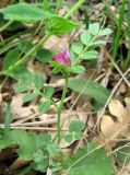 Vicia cordata