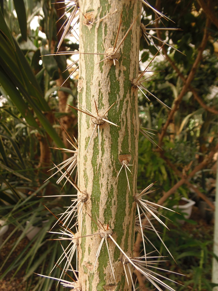 Изображение особи Brasiliopuntia brasiliensis.