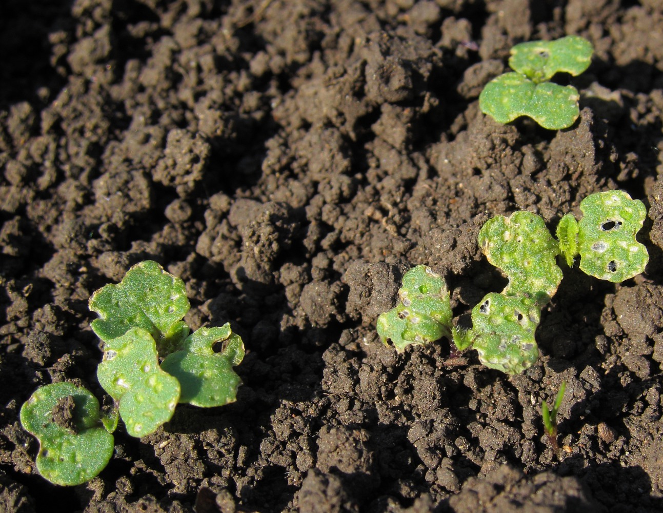 Image of Brassica rapa specimen.