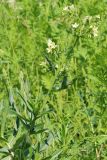 Anchusa ochroleuca