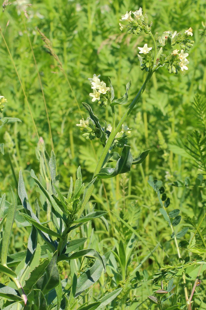 Image of Anchusa ochroleuca specimen.