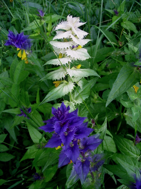 Image of Melampyrum nemorosum specimen.