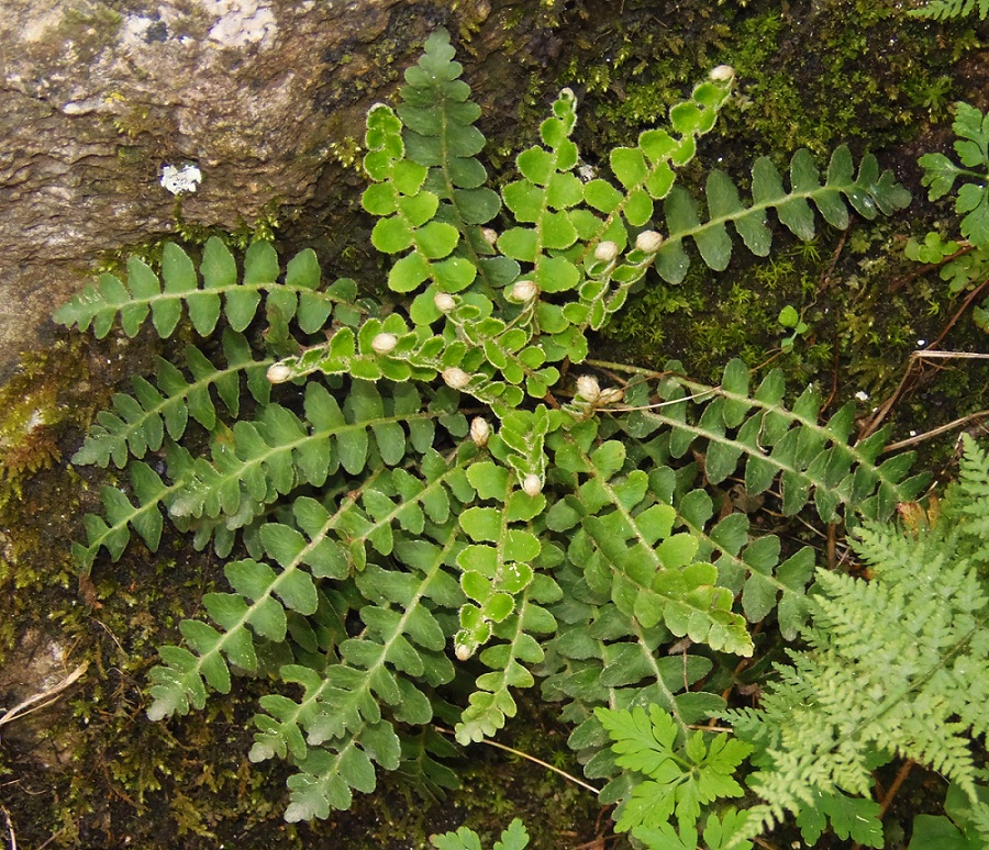 Изображение особи Ceterach officinarum.