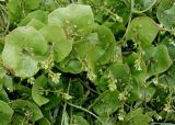 Claytonia perfoliata