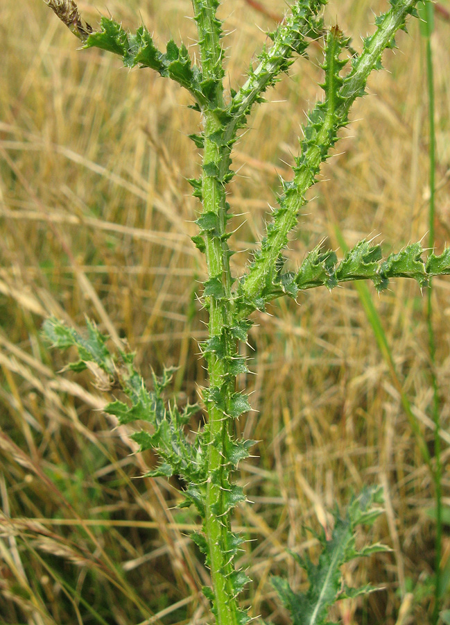 Image of Carduus hamulosus specimen.