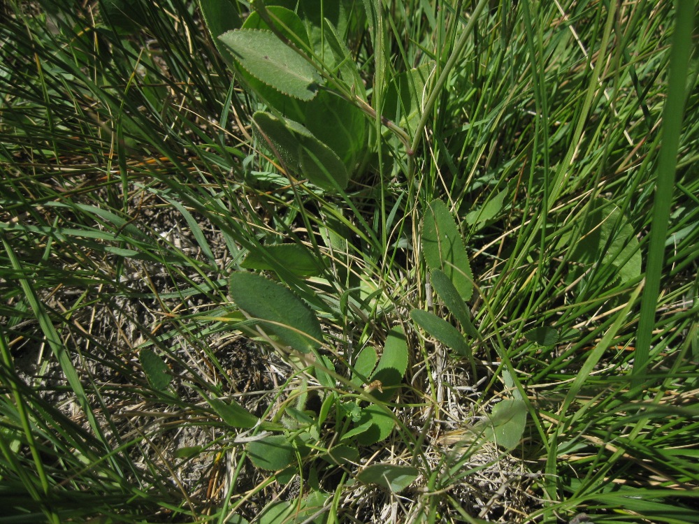 Image of Gongylosciadium falcarioides specimen.