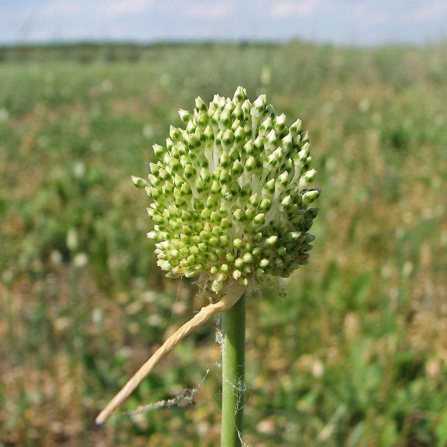 Изображение особи Allium guttatum.
