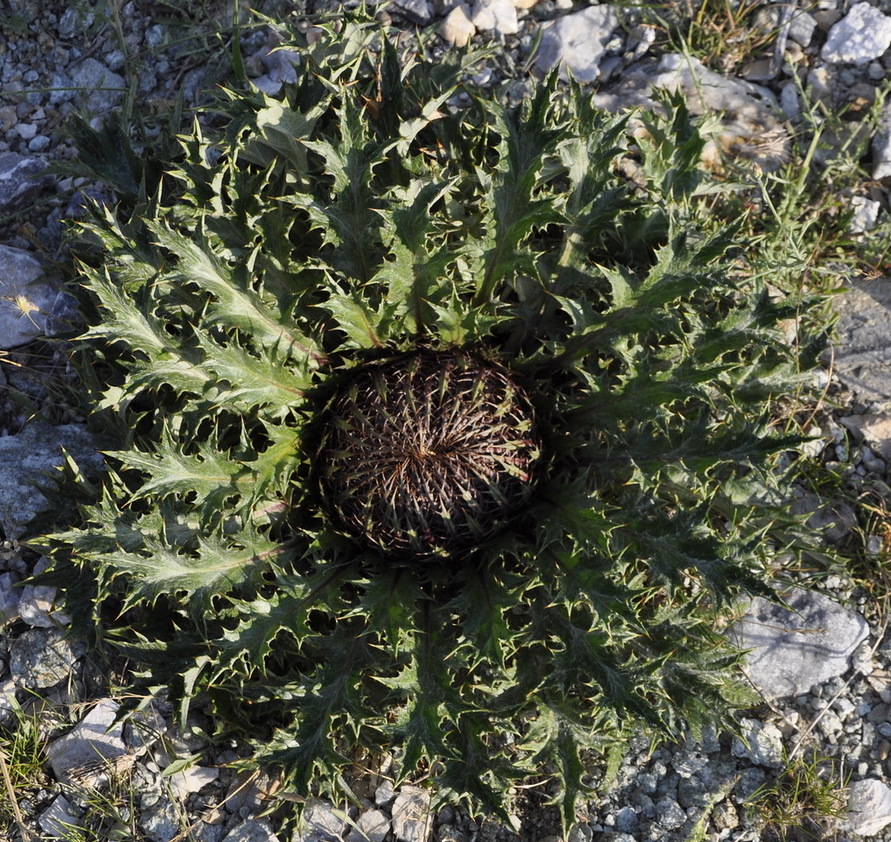 Изображение особи Carlina acanthifolia ssp. utzka.