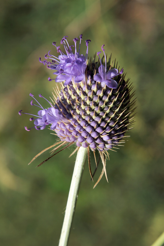 Image of Dipsacus dipsacoides specimen.