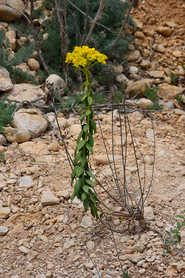 Image of Haplophyllum suaveolens specimen.