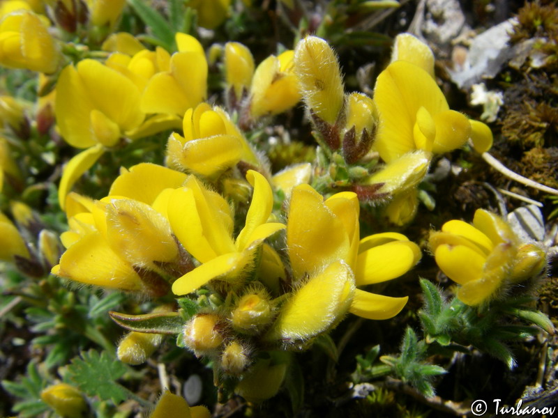 Изображение особи Genista albida.