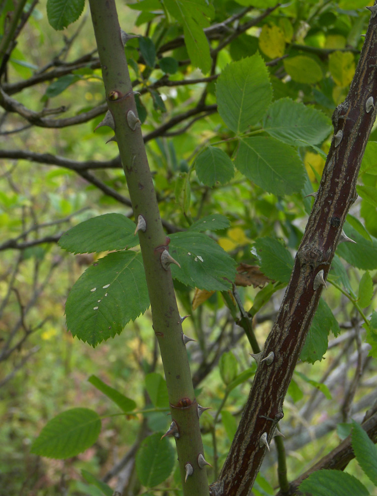 Изображение особи Rosa &times; malmundariensis.