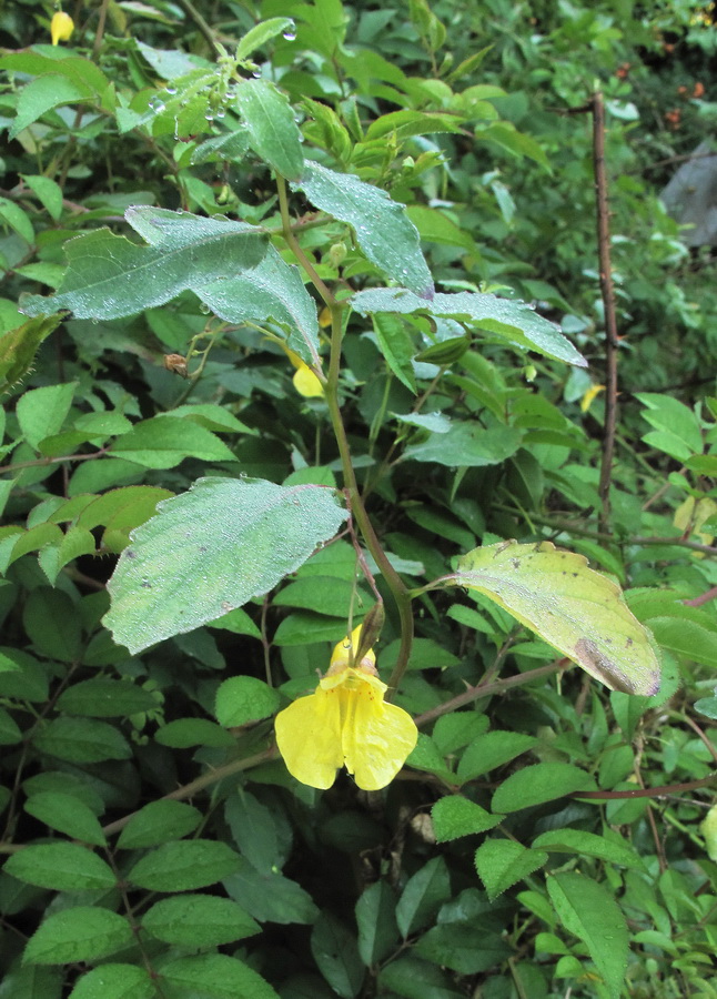 Изображение особи Impatiens noli-tangere.