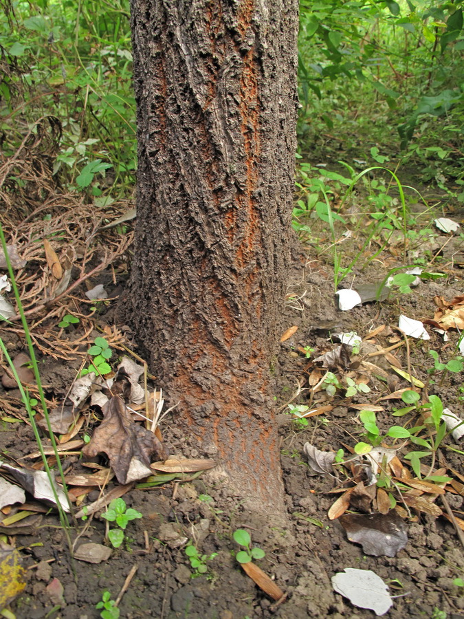 Изображение особи Populus alba.