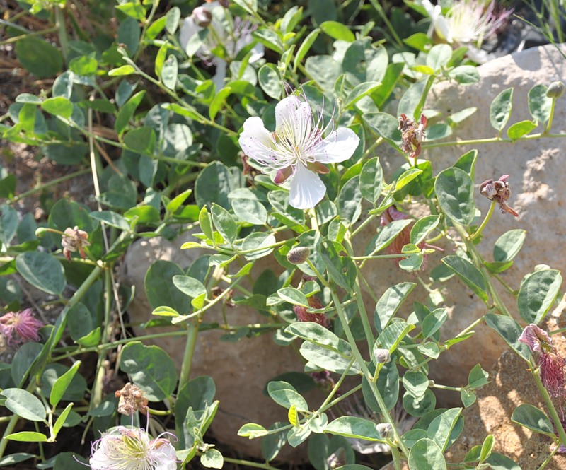 Image of Capparis sicula specimen.