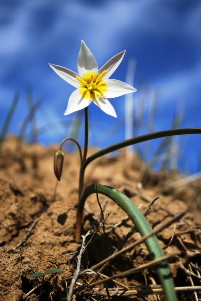 Изображение особи Tulipa biflora.