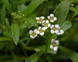 Lobularia maritima