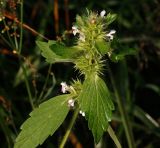 Galeopsis bifida. Верхушка цветущего и плодоносящего растения. Московская обл., Раменский р-н, окр. ж.-д. платформы Хрипань, просека под ЛЭП. 13.08.2013.