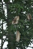 Ceiba pentandra