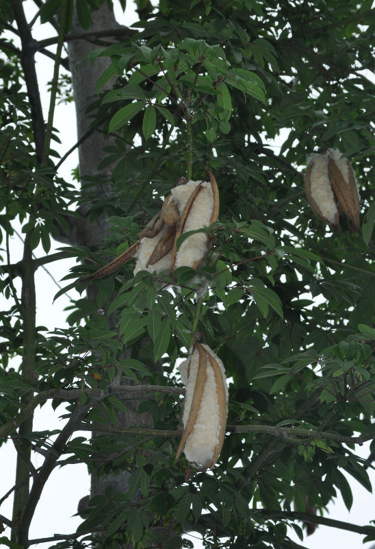 Изображение особи Ceiba pentandra.