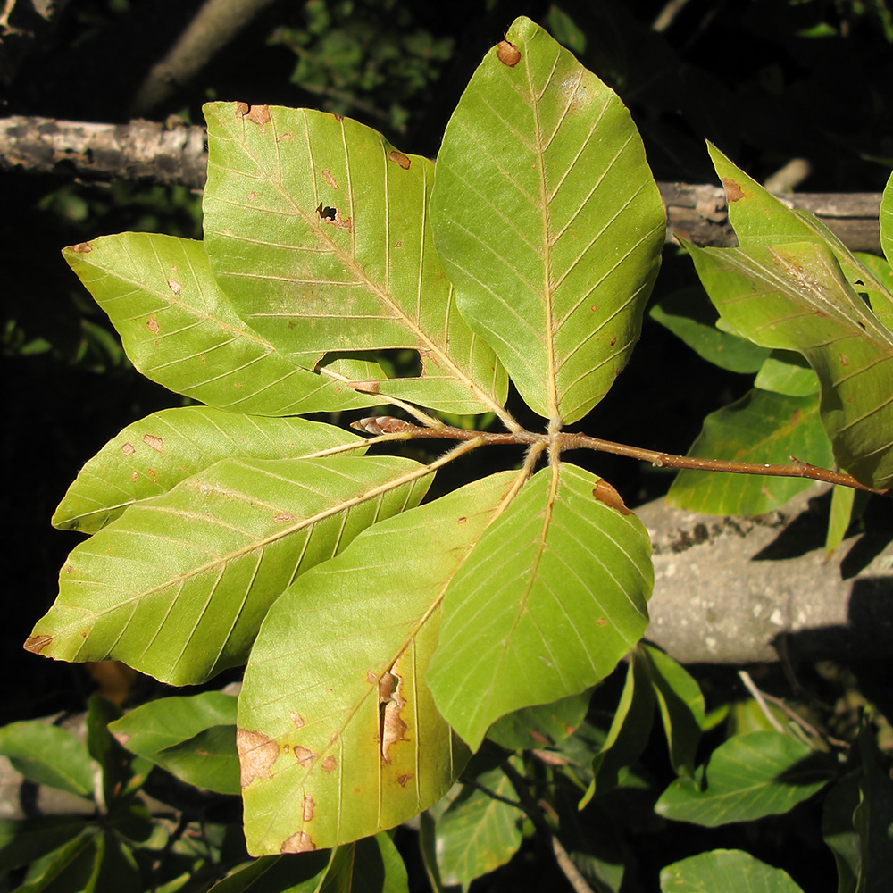 Изображение особи Fagus orientalis.