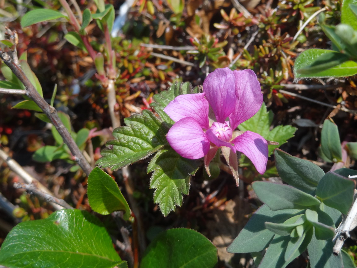 Изображение особи Rubus arcticus.