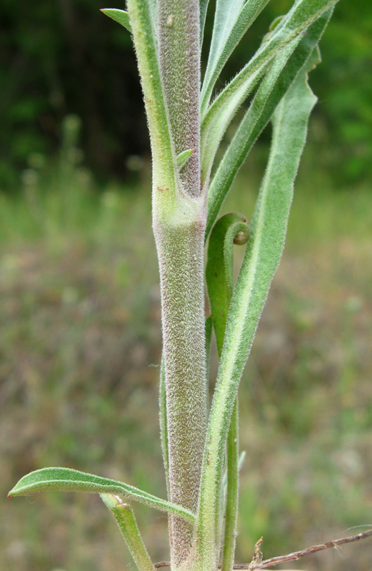 Image of Silene borysthenica specimen.