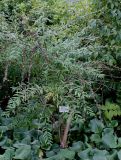 Buddleja alternifolia. Отцветшее растение. Германия, г. Дюссельдорф, Ботанический сад университета. 14.08.2013.