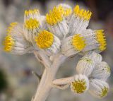 Senecio cineraria