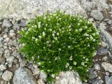 Minuartia biflora