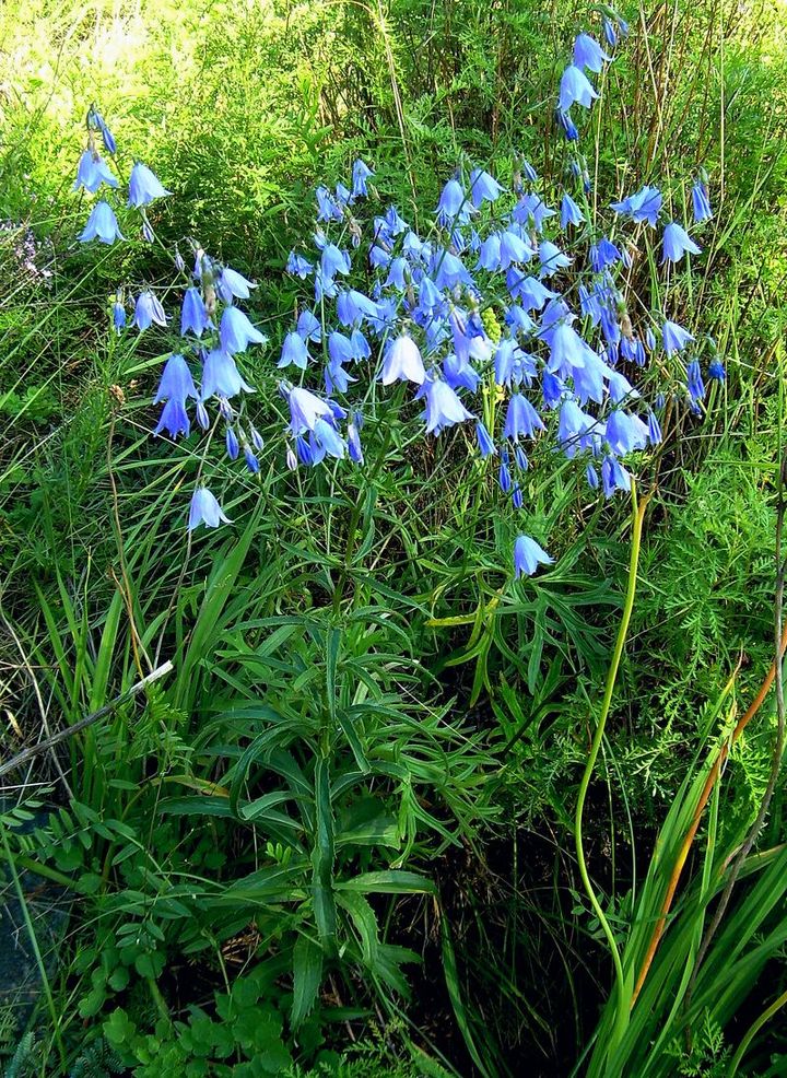 Изображение особи Adenophora coronopifolia.