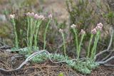 Antennaria dioica. Цветущие растения. Ленинградская обл., Кингисеппский р-н, сосновый лес между оз. Судачье и Бабинское. 27.05.2012.