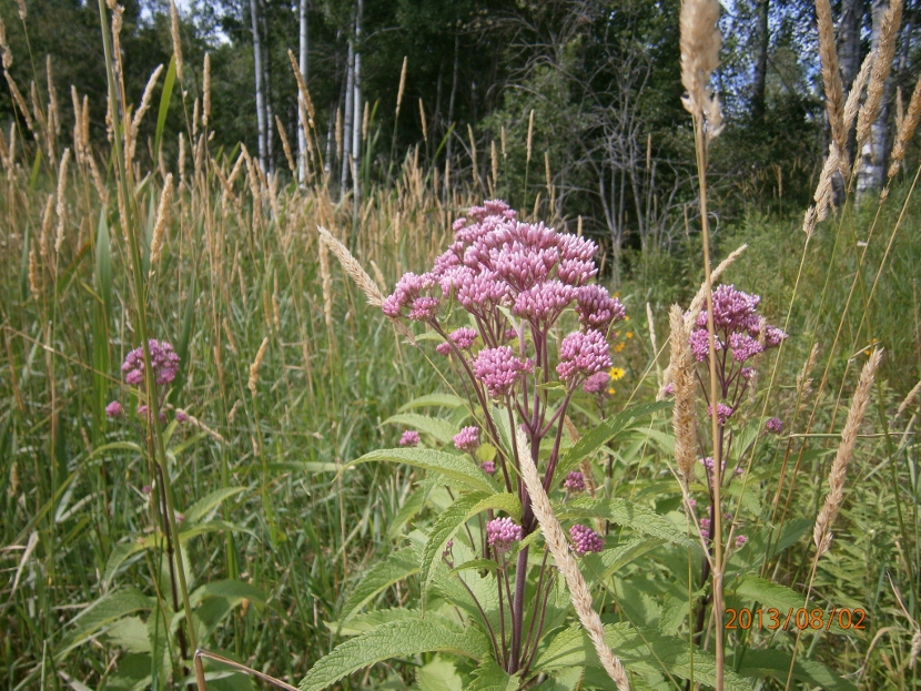 Image of Eupatorium purpureum specimen.