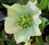 Helleborus caucasicus. Открывшийся цветок. Германия, г. Кемпен, в парке. 23.02.2014.